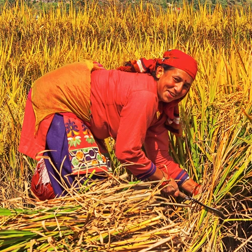 A YEAR IN NEPAL